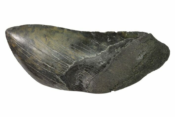 Partial, Fossil Megalodon Tooth Paper Weight #144422